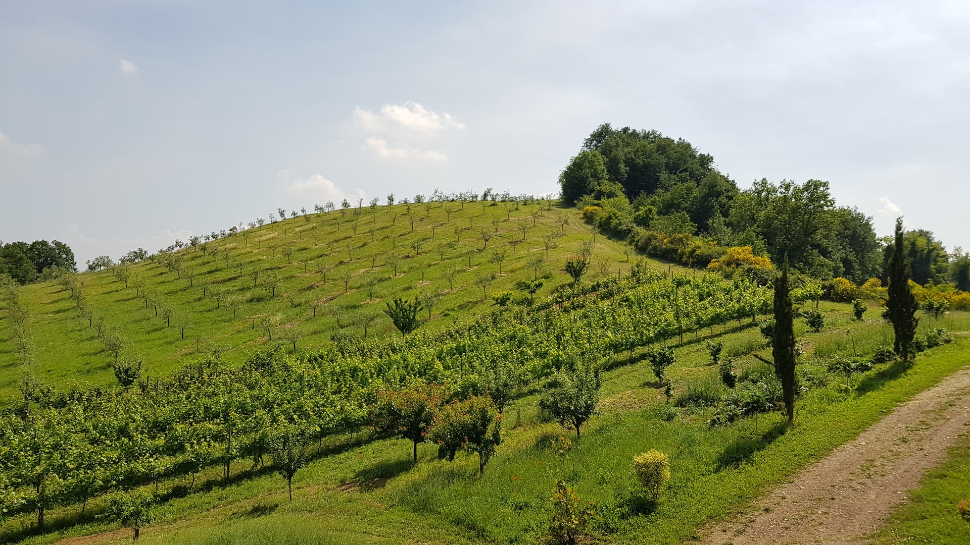 La tenuta del Castellazzo.