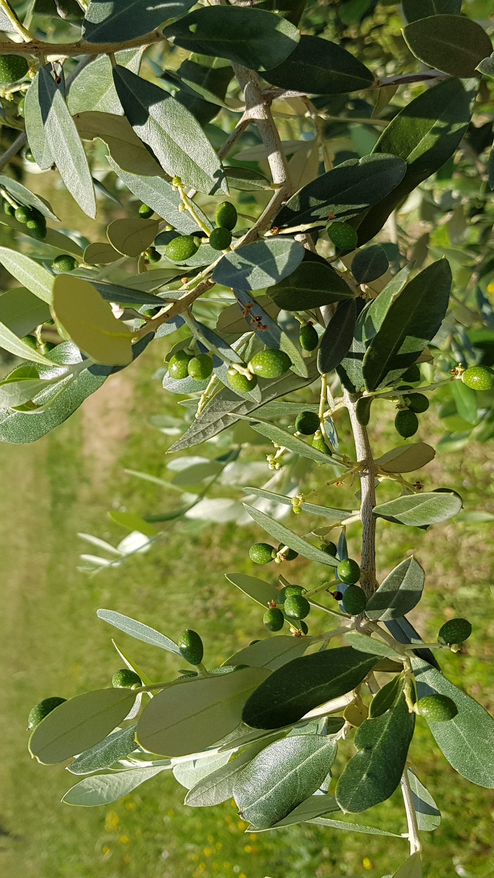 Gli ulivedi di Liano