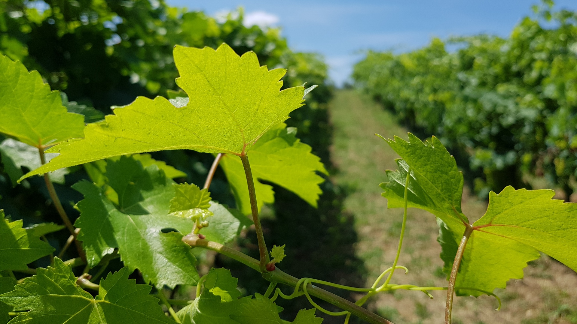 La tenuta del Castellazzo