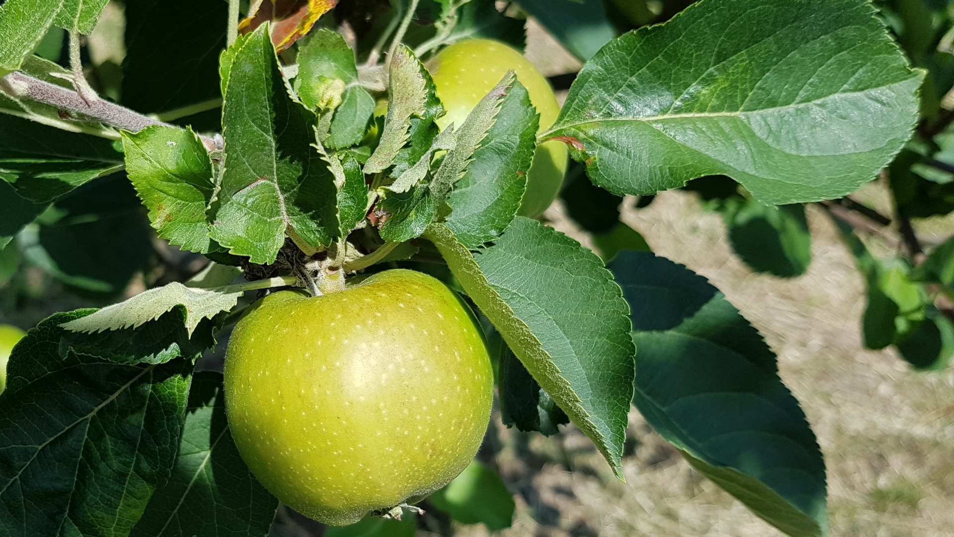 La tenuta del Castellazzo.