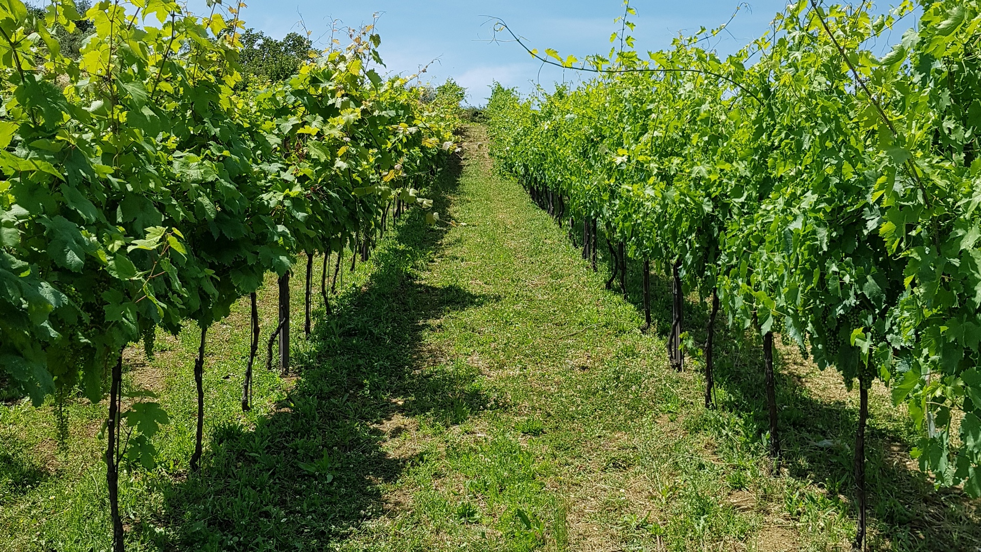 La tenuta del Castellazzo