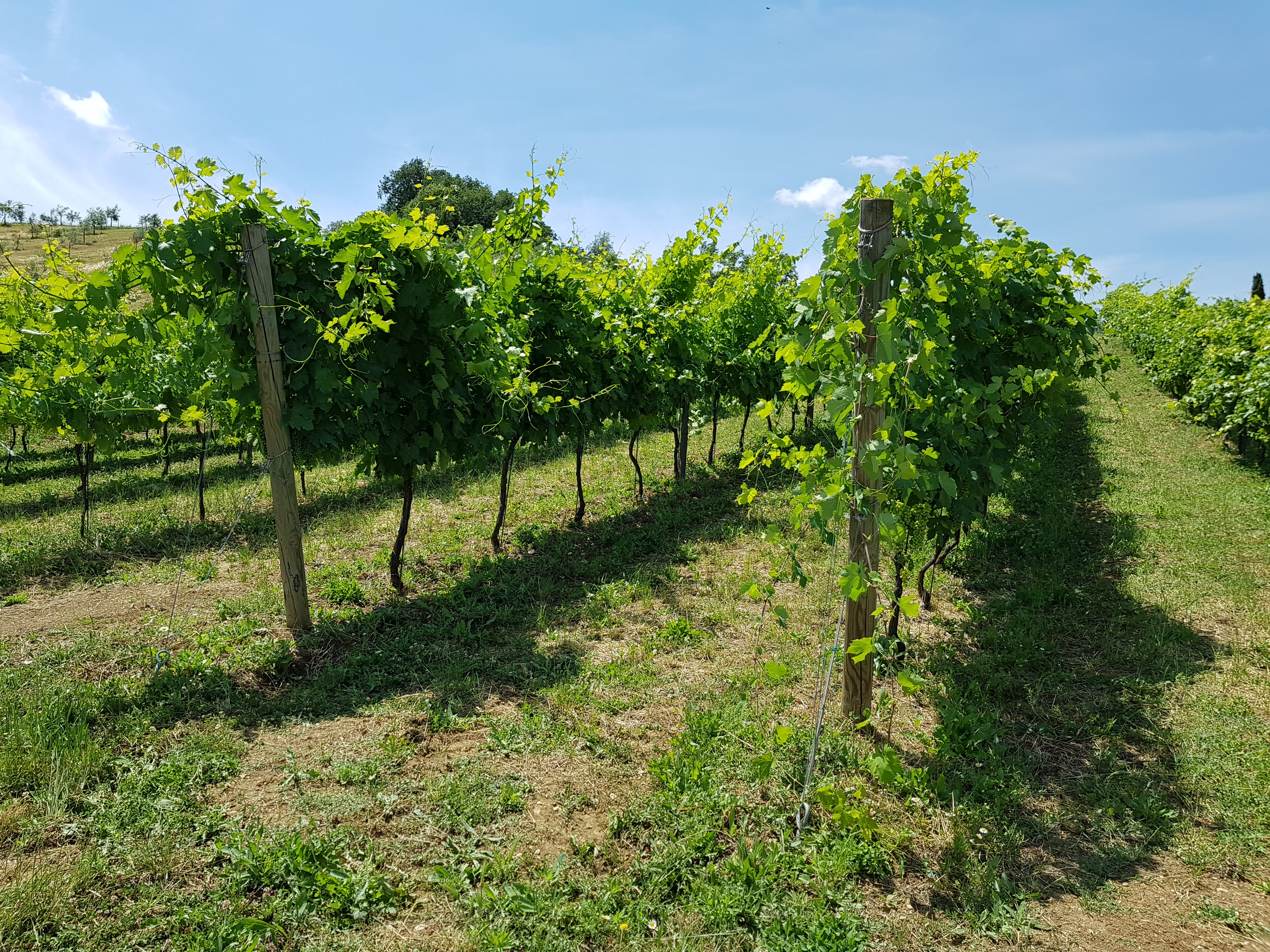 La tenuta del Castellazzo