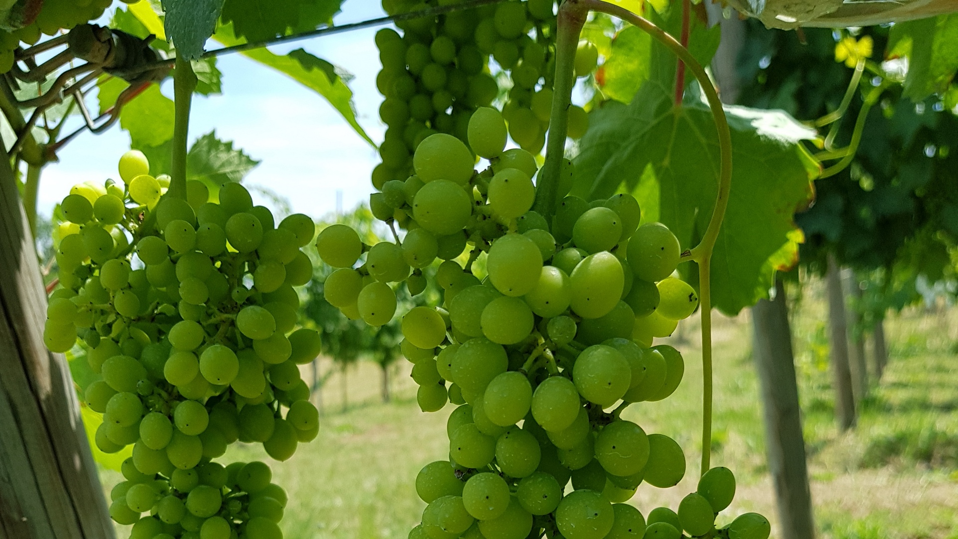 La tenuta del Castellazzo