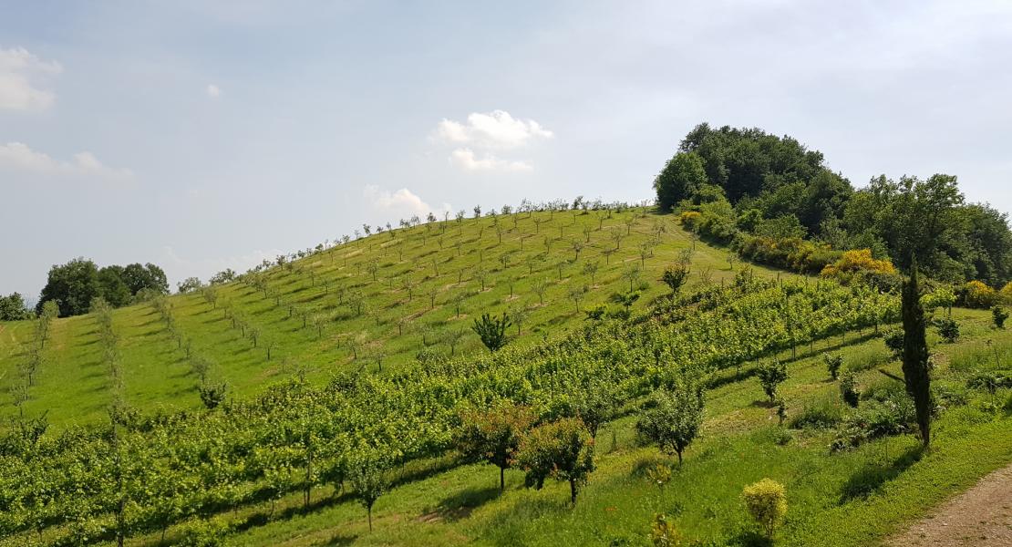 La tenuta del Castellazzo