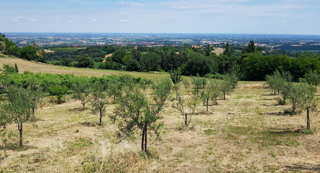 La tenuta del Castellazzo