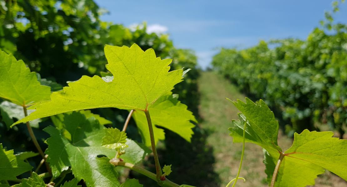 La tenuta del Castellazzo