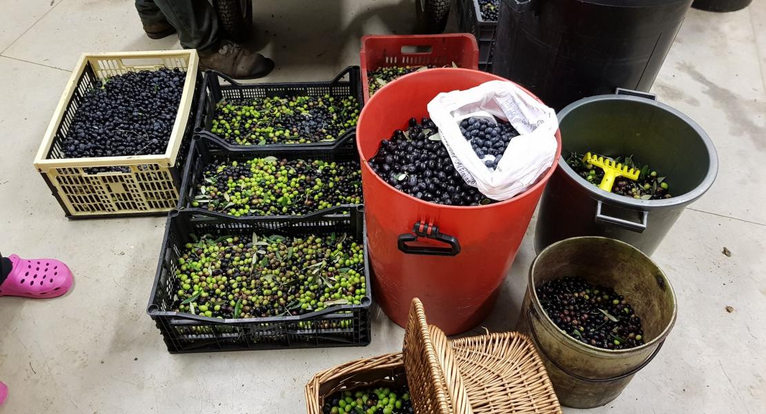 La raccolta delle olive 2018