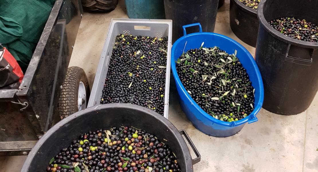 La raccolta delle olive 2018