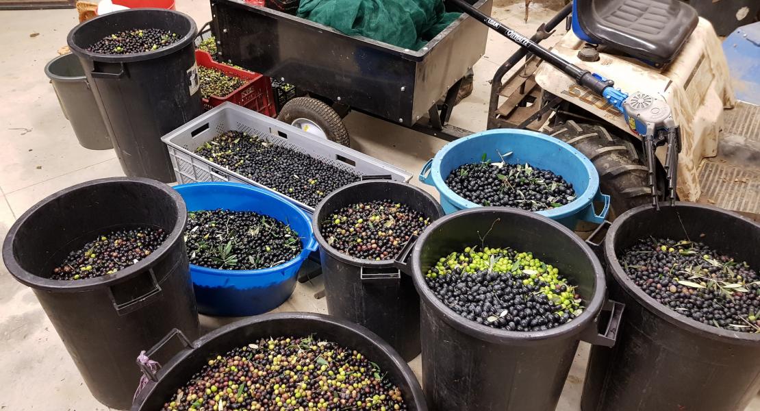 La raccolta delle olive 2018