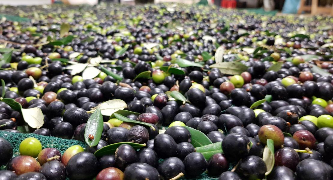 La raccolta delle olive 2018