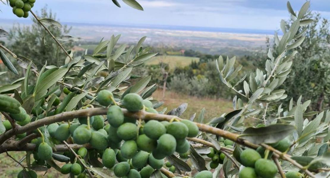 Campagna di produzione 2020