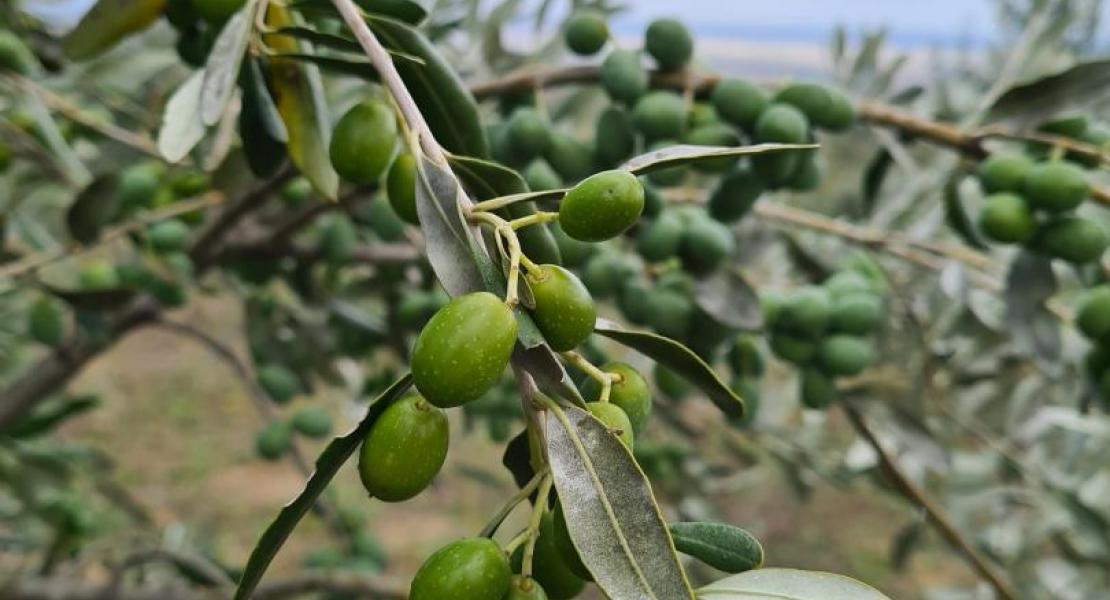 Campagna di produzione 2020