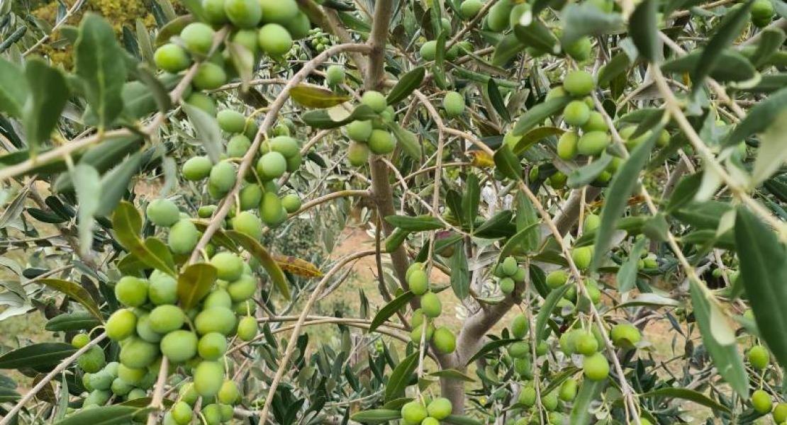 Campagna di produzione 2020