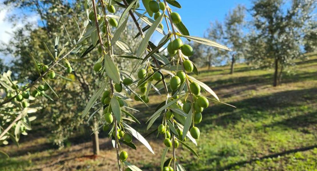 Campagna di produzione 2020