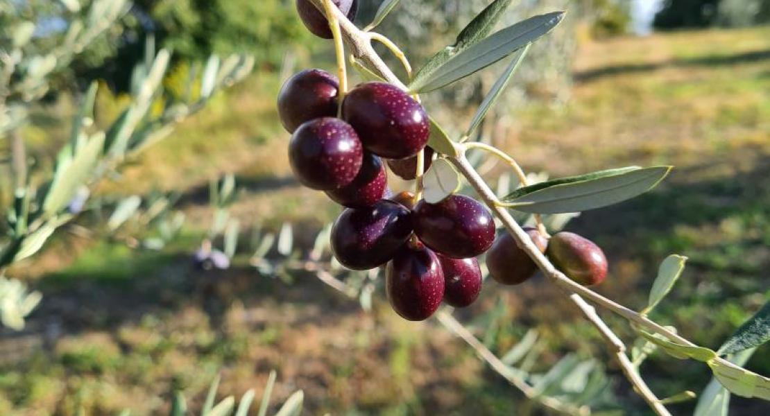 Campagna di produzione 2020