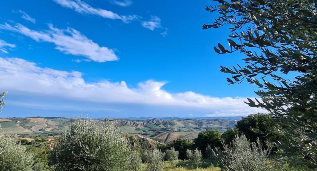 Campagna di produzione olio 2020