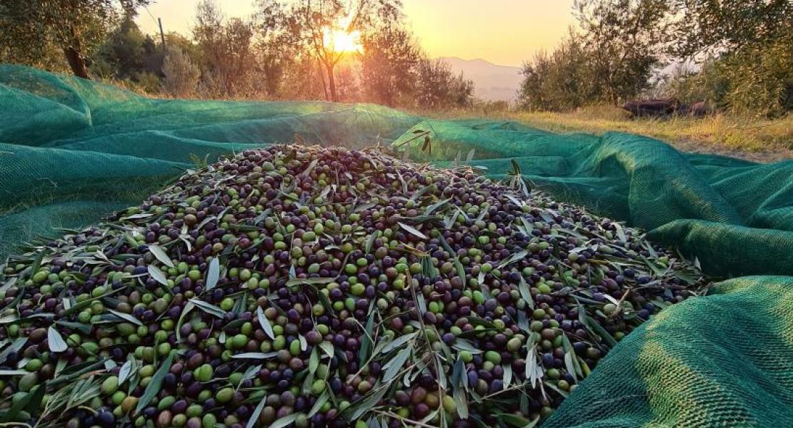 Campagna di produzione 2020