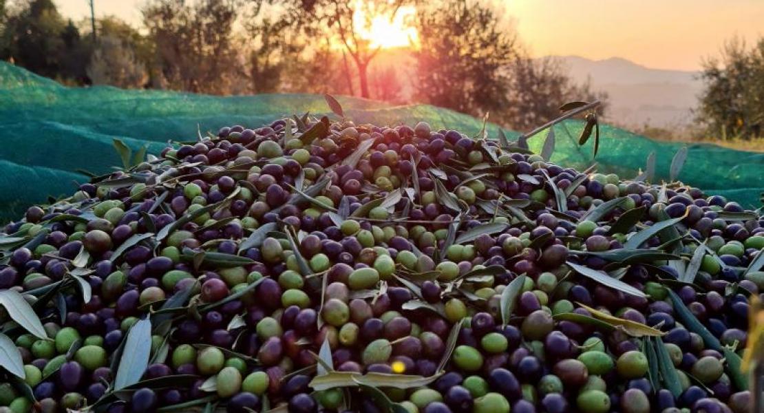 Campagna di produzione 2020