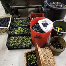 La raccolta delle olive 2018