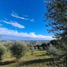 Campagna di produzione olio 2020