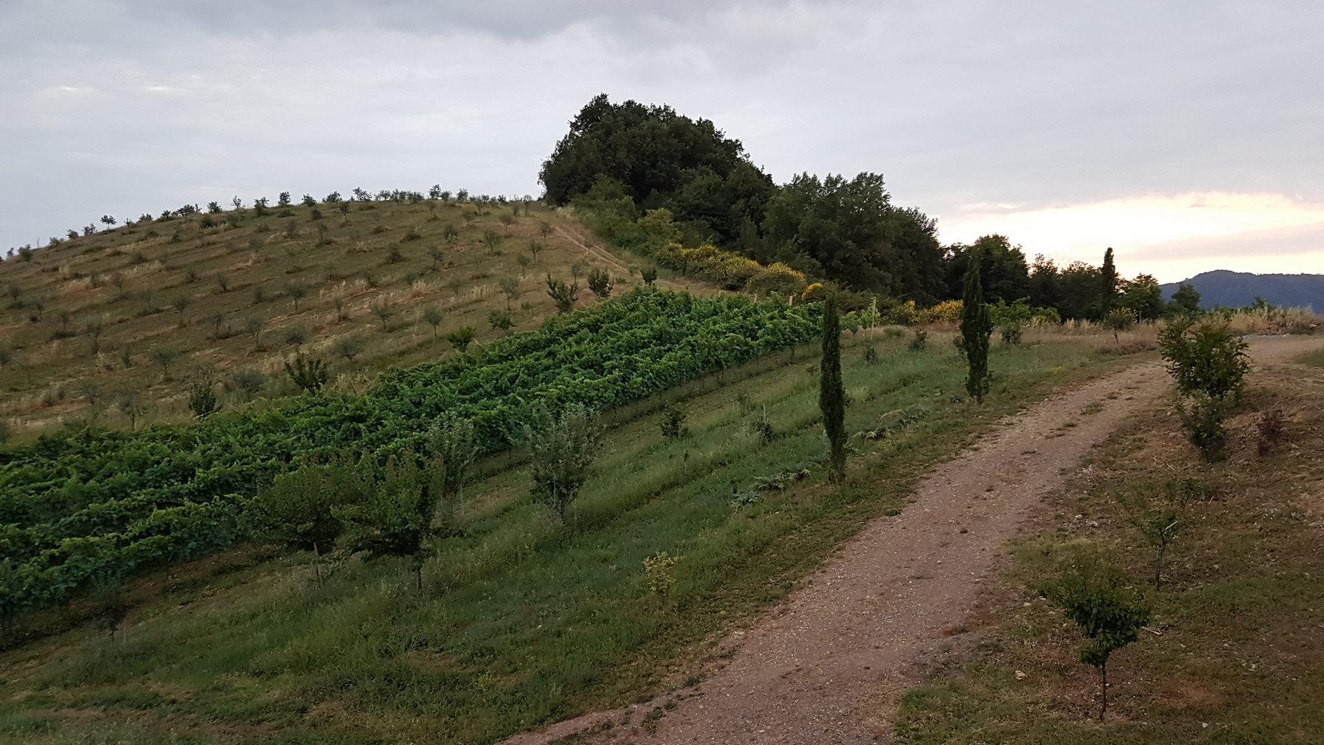 Tenuta del Castellazzo